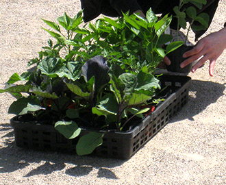 夏野菜の苗植え①