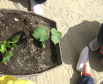 夏野菜の苗植え⑧