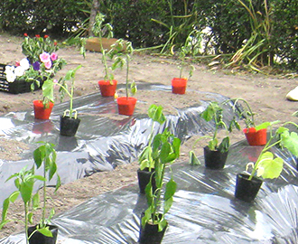 野菜苗植え②