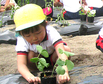野菜苗植え⑤
