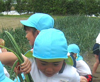 玉ねぎ収穫③