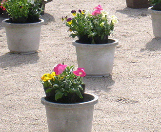花苗植え①