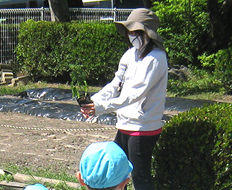 野菜苗植え①