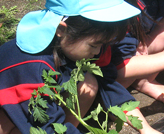 野菜苗植え④