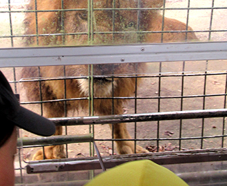 アフリカンサファリ「バス遠足」⑦