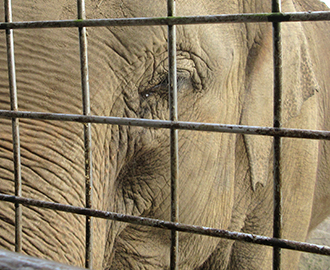 アフリカンサファリ「バス遠足」⑧