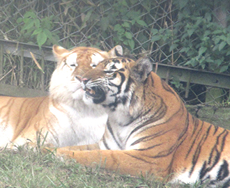 アフリカンサファリ「バス遠足」⑨