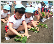 いも苗植え