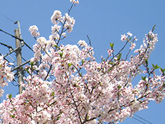 第37回入園式⑤